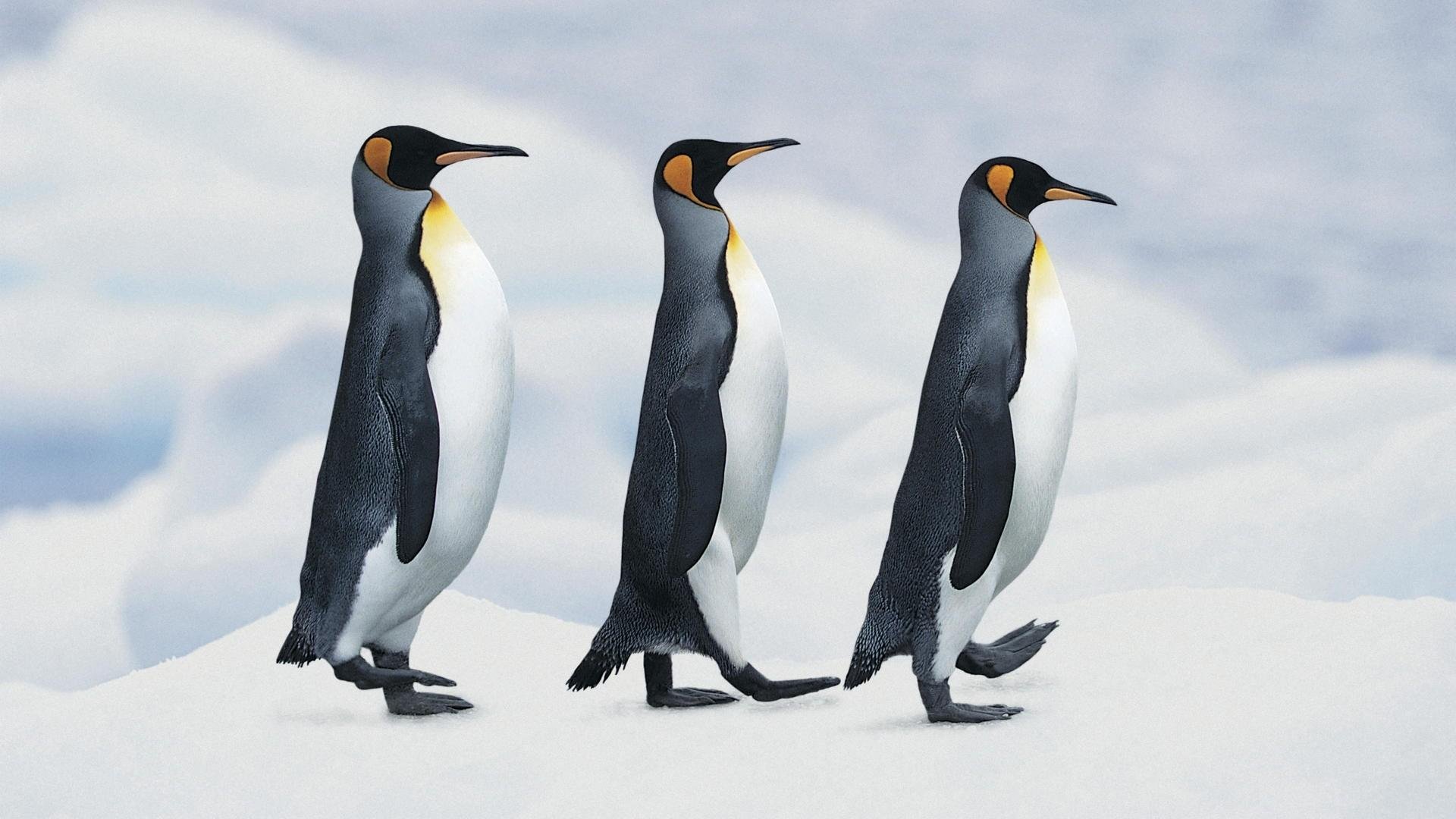 8589130482049-penguin-wallpaper-hd-16
