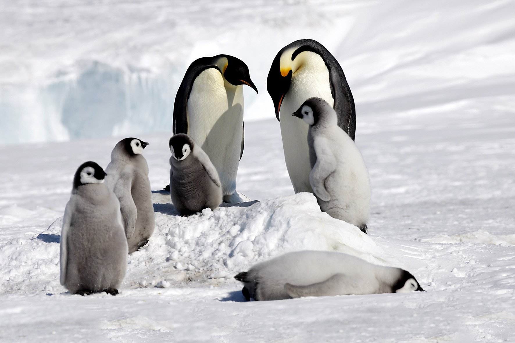 emperor-penguin-voyages-ross-sea-c-polar-news-heiner-rosamaria-kubny-kaiser-15x10-1
