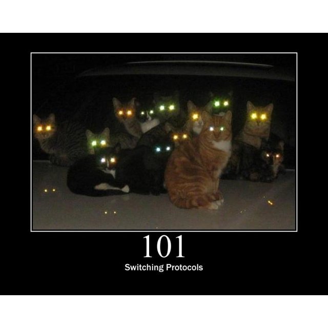 Produto Gato com Variação 100 Personalizado