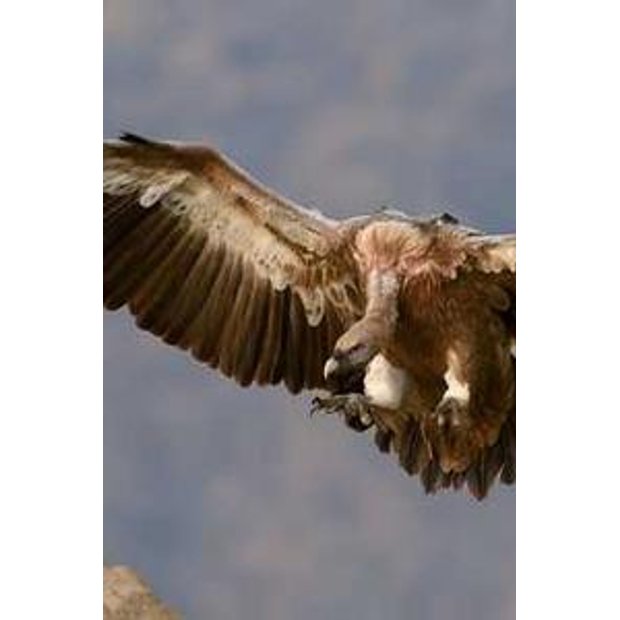 tybfmaoemafd7krfw6gbgor8xizrtemuaxbz