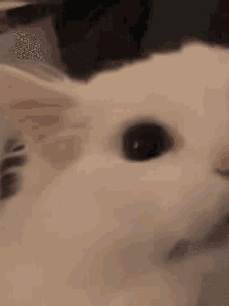 cat-1