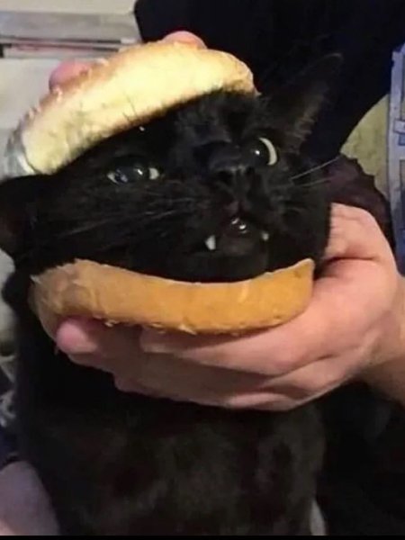 cat1