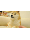 doge
