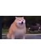 doggo