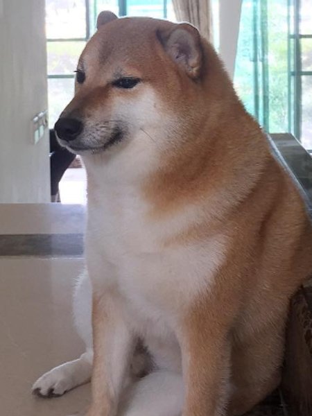 doguin