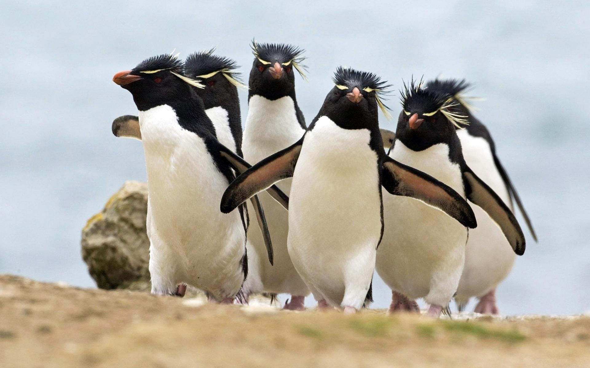 adelie-penguin-7-9