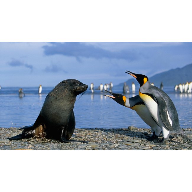 Componente 04 com variações