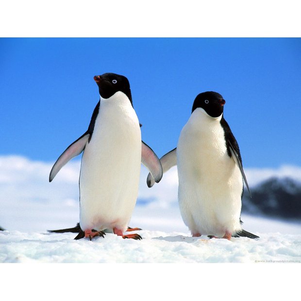 companions-adelie-penguins-2