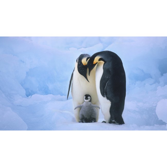 Componente com cor 02