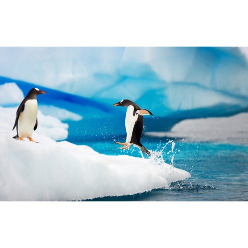 penguin-jump